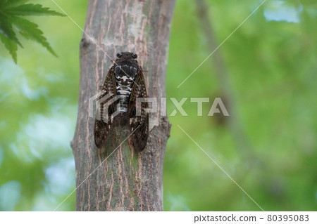 棕蟬～夏日傳統～ 80395083