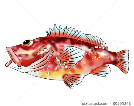 Illustration of a fish swimming in a rocky scorpion fish 80395248