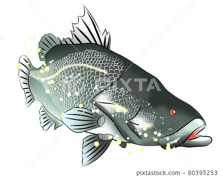 四萬十川魚赤目 80395253