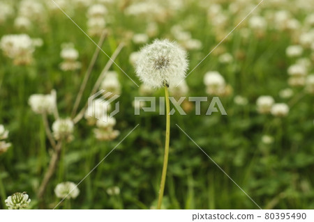 Dandelion fluff found on the roadside on the promenade from the campsite 80395490
