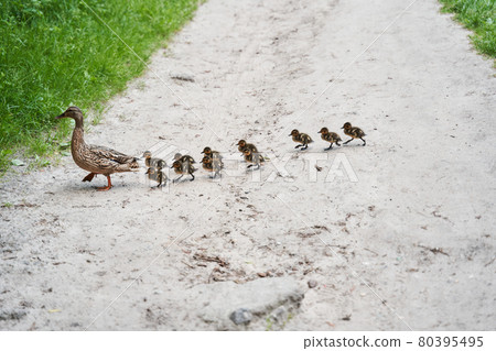 Little duckling crossing the road by following their mom Little duckling crossing the road by following their mom 80395495
