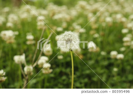 營地人行道路邊發現蒲公英絨毛 80395496