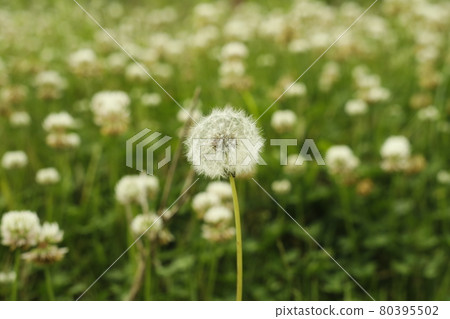 Dandelion fluff found on the roadside on the promenade from the campsite 80395502