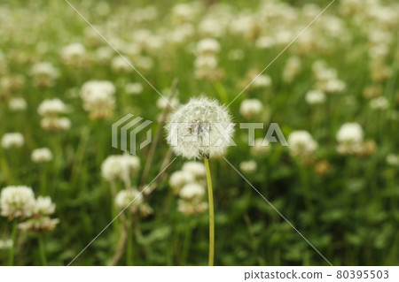 營地人行道路邊發現蒲公英絨毛 80395503