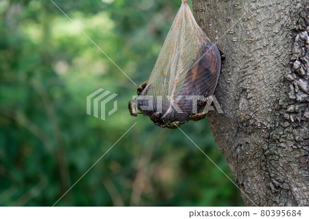 Banana trap Banana trap 80395684