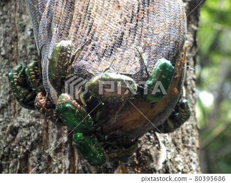 香蕉陷阱 香蕉陷阱 80395686