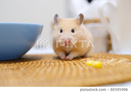 Hamster salad hotsell