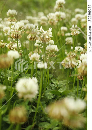 Promenade from the campsite A horde of white clover found on the roadside 80396075