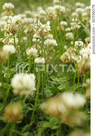 Promenade from the campsite A horde of white clover found on the roadside 80396076