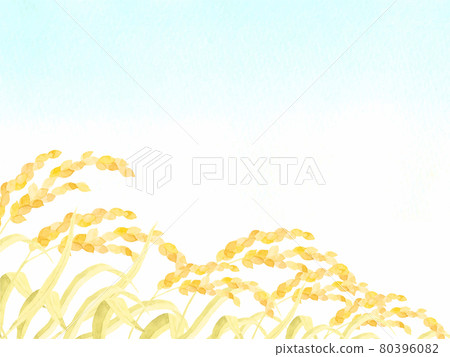Landscape of blue sky and rice ears drawn in watercolor 80396082