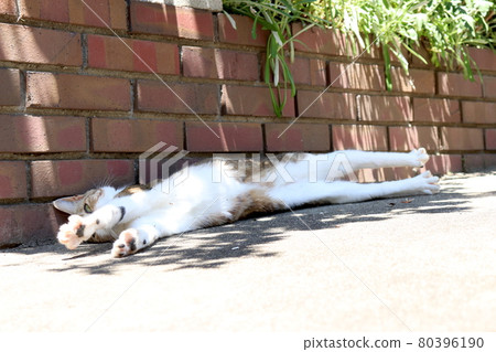 A cat that shows its stomach and relaxes A cat that shows its stomach and relaxes 80396190