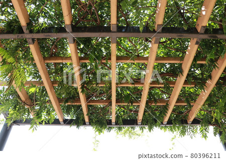 Lattice roof and plants 80396211