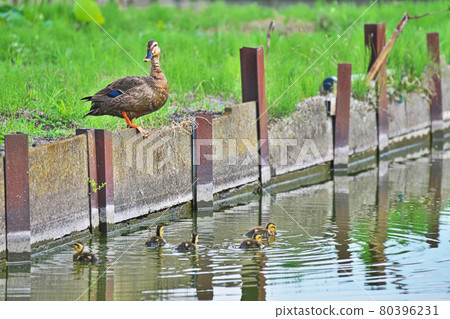 Family of kalgamo 80396231