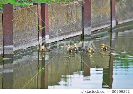 Family of kalgamo 80396232