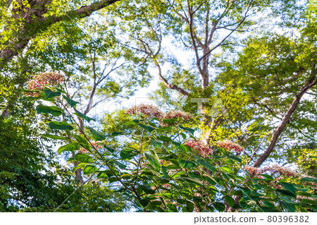 夏樹花香樹花 80396382