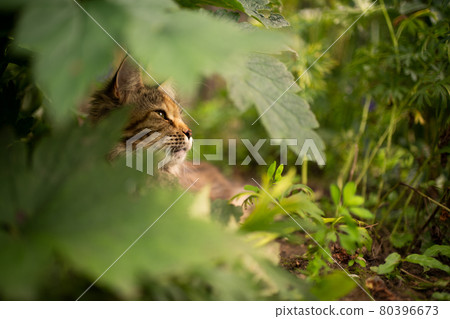 maine coon cat resting under a bush outdoors 80396673
