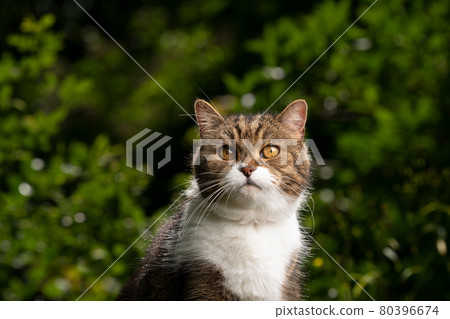tabby white british shorthair cat portrait outdoors in green garden 80396674