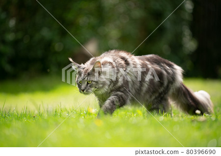 silver tabby maine coon cat walking on sunny lawn silver tabby maine coon cat walking on sunny lawn 80396690