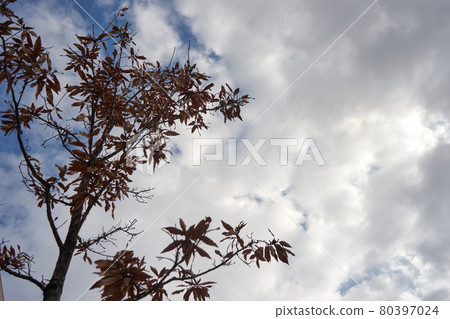 多雲的天空,樹木,樹枝,樹葉 多雲的天空,樹木,樹枝,樹葉 80397024