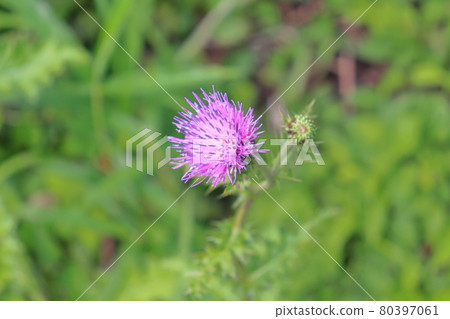Cirsium japonicum red-purple flower Cirsium japonicum red-purple flower 80397061