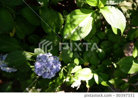 hydrangea hydrangea 80397331