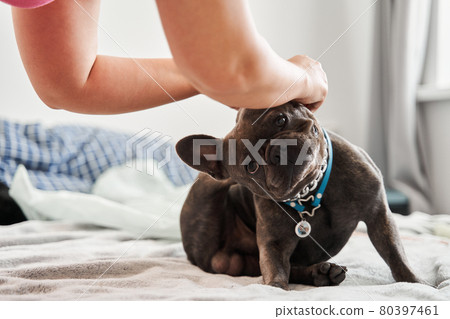 Woman putting jewelry on the funny french bulldog while he sitting at the bed Woman putting jewelry on the funny french bulldog while he sitting at the bed 80397461