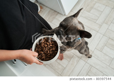 French bulldog awaiting command from his female owner to eating French bulldog awaiting command from his female owner to eating 80397544