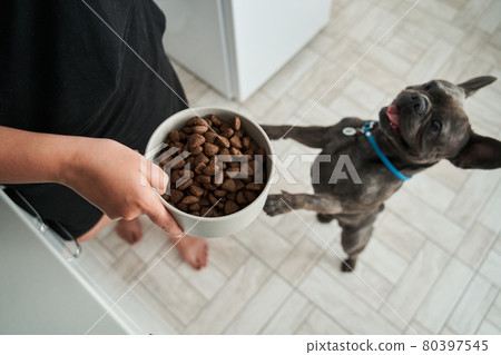 Dog standing on his legs and asking for dinner while his owner holding a portion of food Dog standing on his legs and asking for dinner while his owner holding a portion of food 80397545