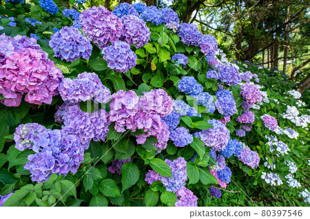 Beautifully blooming hydrangea flowers on the plateau Beautifully blooming hydrangea flowers on the plateau 80397546