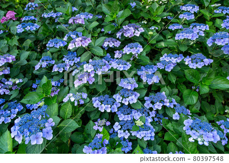Beautifully blooming hydrangea flowers on the plateau Beautifully blooming hydrangea flowers on the plateau 80397548