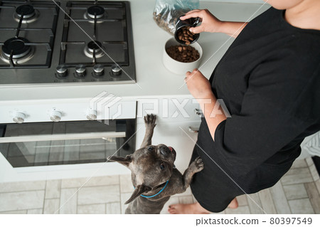 Woman preparing to giving food to french bulldog puppy while he standing at hind legs Woman preparing to giving food to french bulldog puppy while he standing at hind legs 80397549