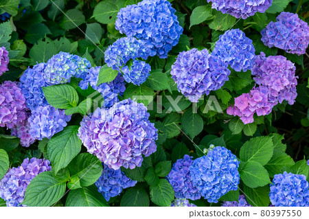 Beautifully blooming hydrangea flowers on the plateau Beautifully blooming hydrangea flowers on the plateau 80397550