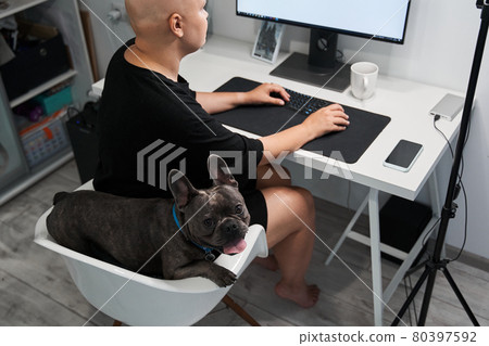 French bulldog looking at the camera with sticking out tongue while sitting at the chair French bulldog looking at the camera with sticking out tongue while sitting at the chair 80397592