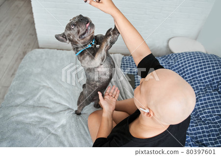 Bald woman wearing casual clothes having fun with her french bulldog dog at the bed Bald woman wearing casual clothes having fun with her french bulldog dog at the bed 80397601