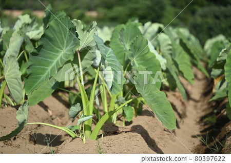 Taro field Taro field 80397622