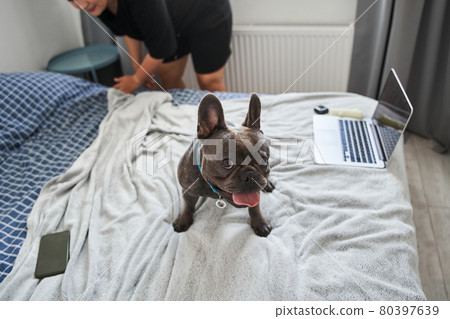 French bulldog standing at the grey blanket at the bed and looking up impatiently French bulldog standing at the grey blanket at the bed and looking up impatiently 80397639