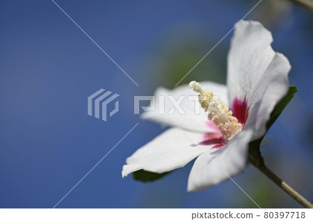 Mukugawa no Hana 80397718