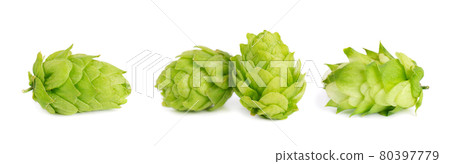 Fresh green hops branch, isolated on a white background. Hop cones with leaf. Organic hop flowers. Close up. Fresh green hops branch, isolated on a white background. Hop cones with leaf. Organic hop flowers. Close up. 80397779