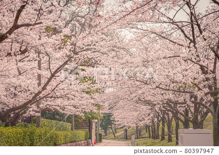 Hidamari's row of cherry blossom trees 80397947