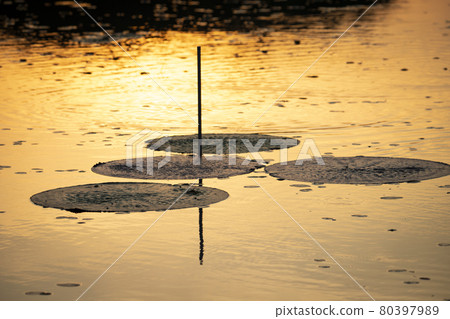 Leaves of a thorny plant floating on water 80397989