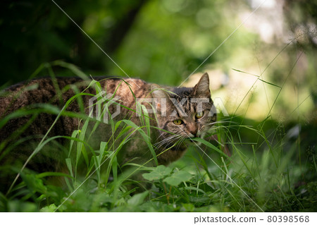 tabby cat eating grass outdoors 80398568