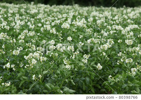 馬鈴薯花馬鈴薯花馬鈴薯田馬鈴薯田馬鈴薯田 80398766
