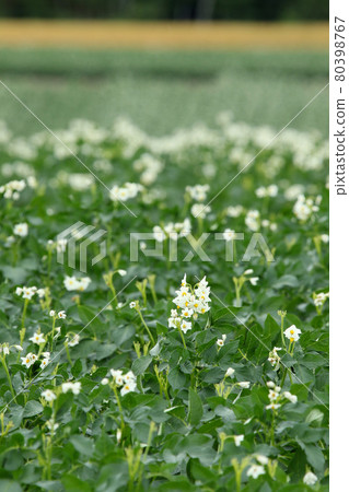 Potato flower Potato flower Potato field Potato field Potato field 80398767