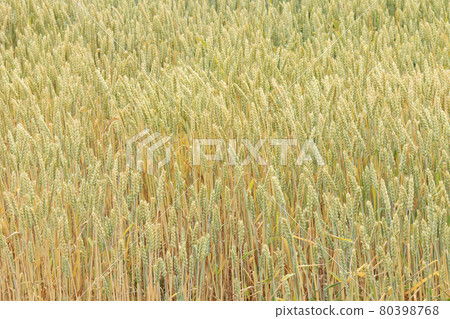 Wheat field Wheat field Wheat fruit 80398768