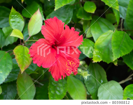 Okinawa, red hibiscus flowers are in bloom Okinawa, red hibiscus flowers are in bloom 80398812