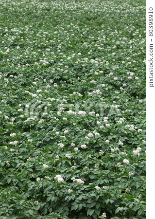 Potato flower Potato flower Potato field Potato field Potato field 80398910
