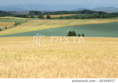 Biei hills Biei hill patchwork hill Biei hills Biei hill patchwork hill 80399057