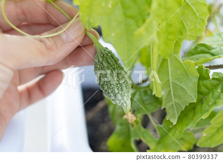 Growing small bitter gourd 80399337