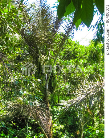 guava fruit on the tree 80400073