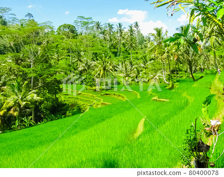Green rice terraces in Bali island, Indonesia 80400078